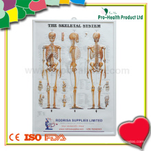 Human Skeletal System Plastic Anatomy Chart
